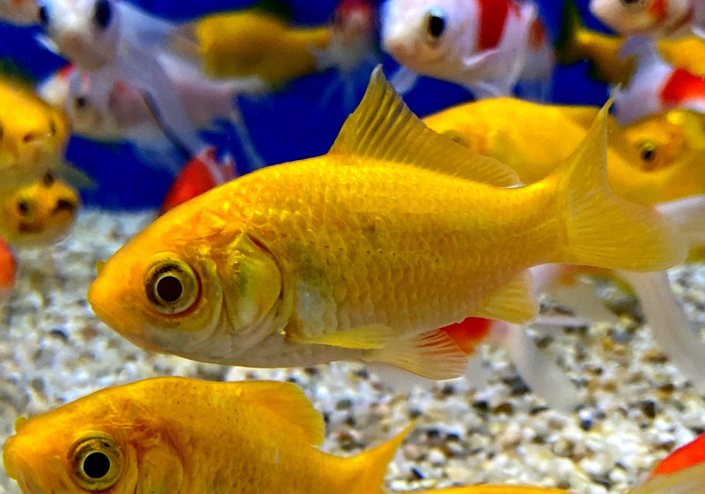 Goldfisch Gelb - Carassius auratus auratus