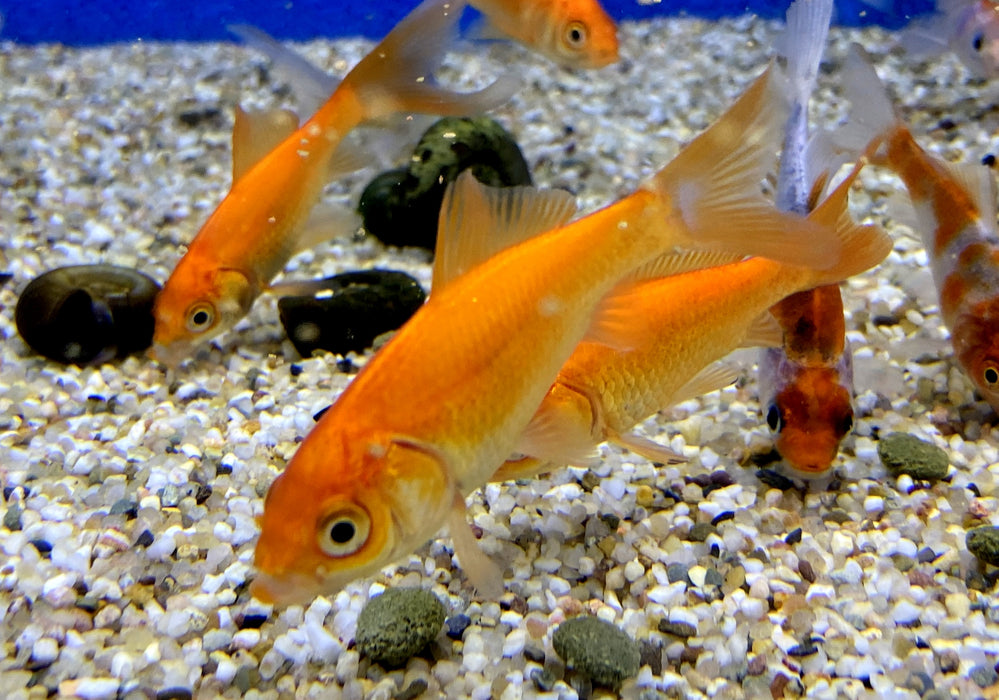 Goldfisch Rot - Carassius auratus auratus
