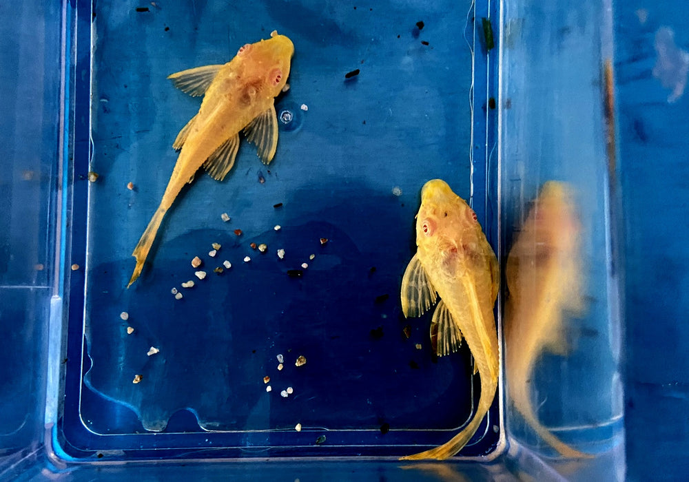 SONDERPREIS - Albino Wabenschilderwels - Pterygoplichthys gibbiceps