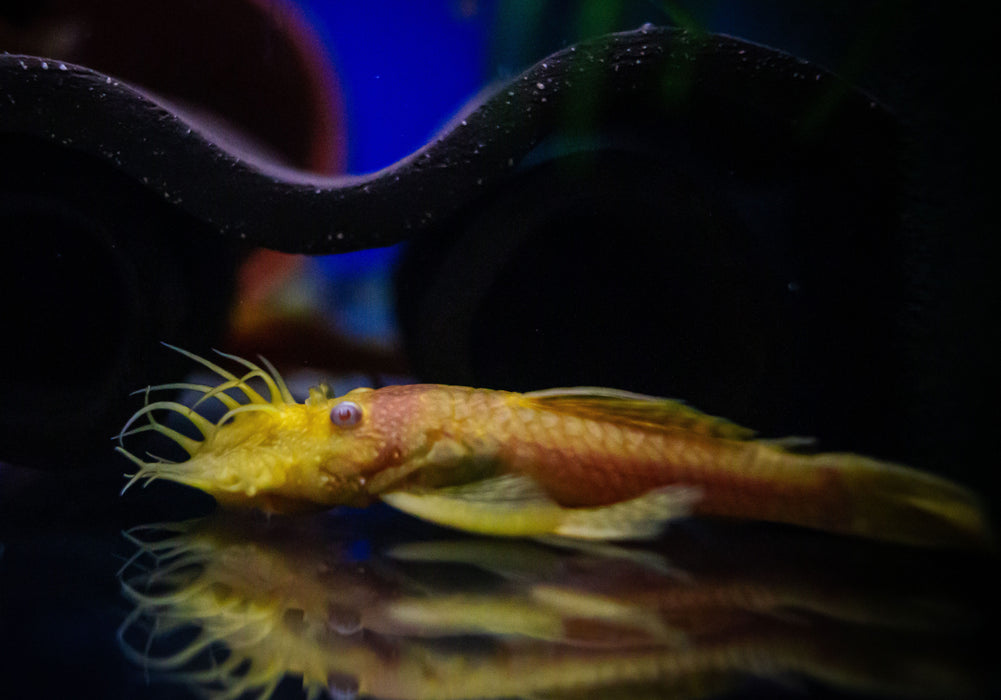 Antennenwels "Gold" -	Ancistrus sp.