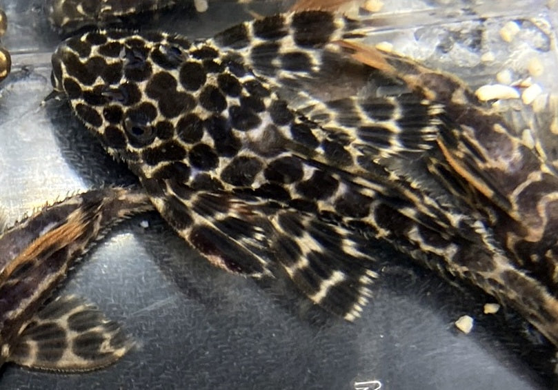 L114 Leopard Kaktuswels - Pseudacanthicus cf. Leopardus