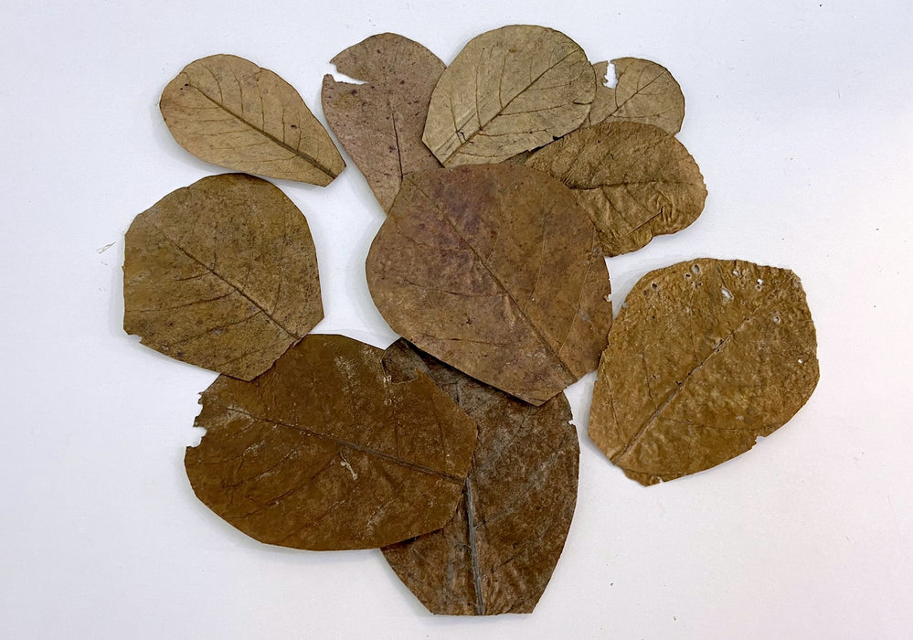 Seemandelbaumblätter - Cattappa Blätter