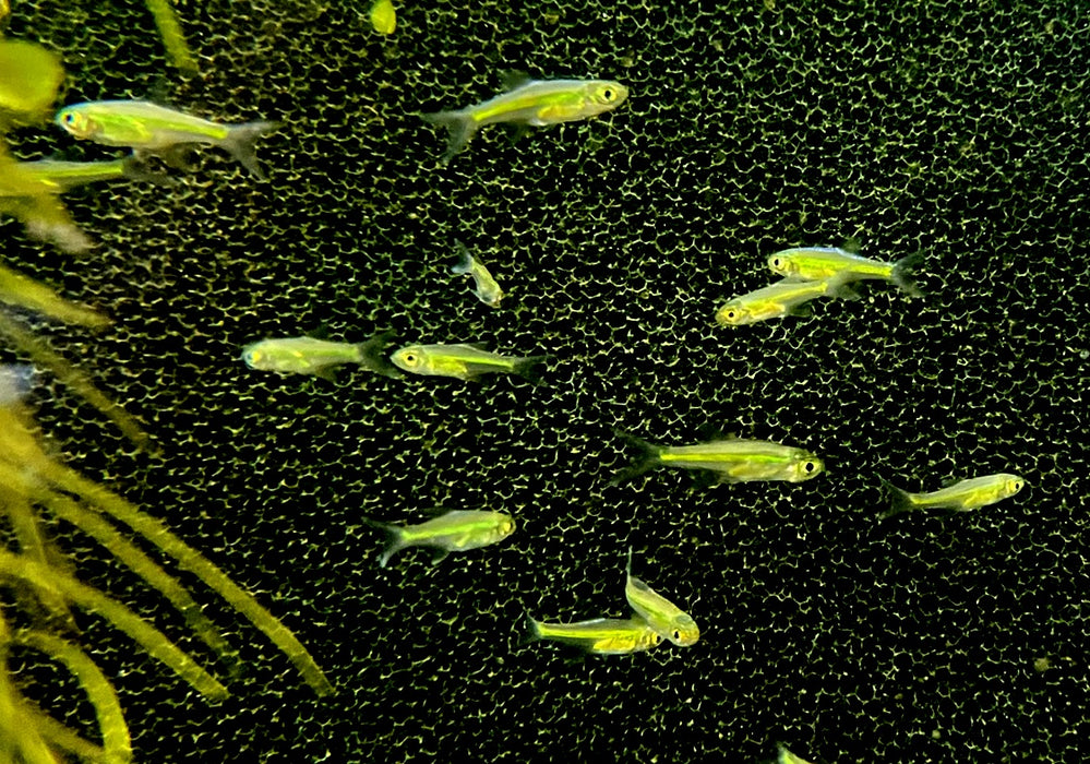 Smaragdbärbling - Microrasbora kubotai