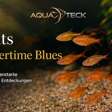 Highlights statt Summertime Blues