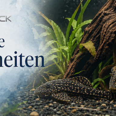 Versteckte Schönheiten L-Welse