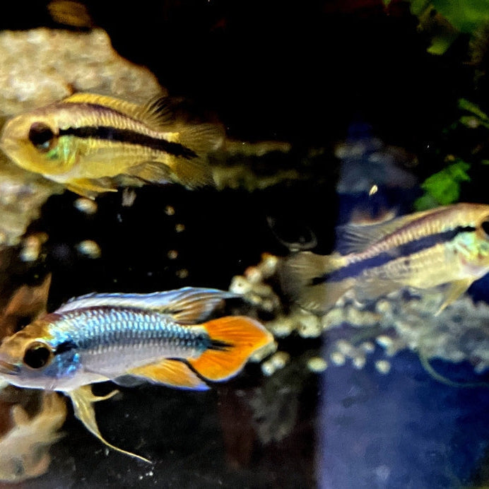 Zwergbuntbarsch Haltung im Aquarium: Tipps zu Futter, Vergesellschaftung & Zucht