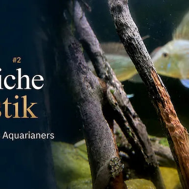Erfolgreiche Aquaristik Teil 2