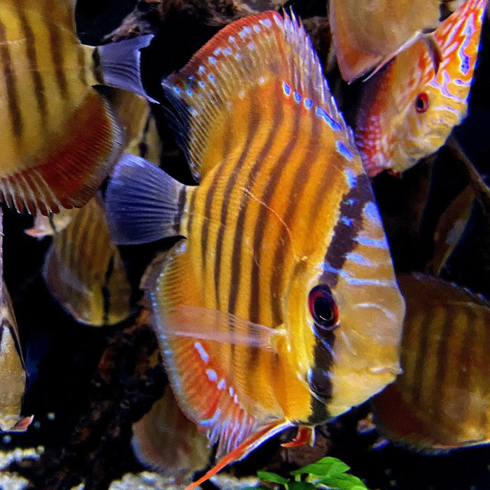 Haltung von Diskus Fischen im Aquarium: Vergesellschaftung, Wasserwerte & Zucht