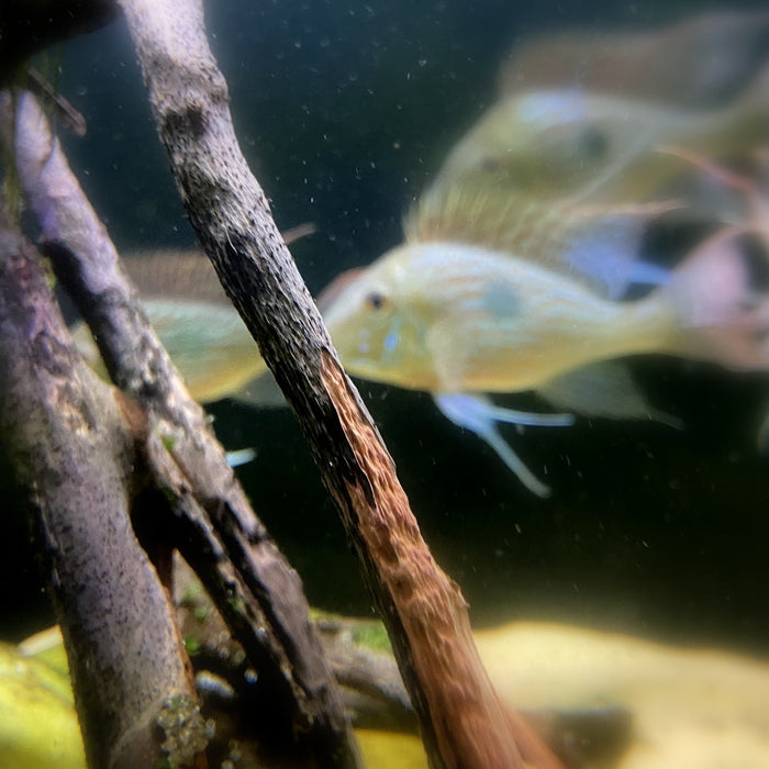 Wurzeln im Aquarium pflegen: So bleiben sie jahrelang schön