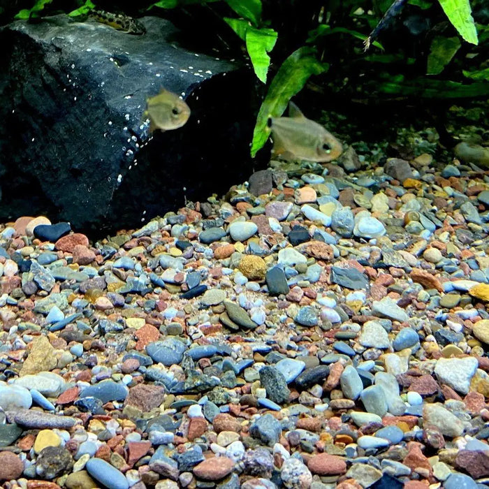Natürlicher Bodengrund – die Basis für jedes Traum-Aquarium