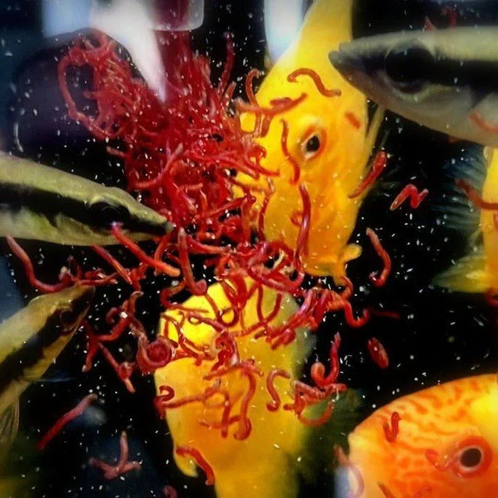 Wie füttere ich Frostfutter bei Fischen? So gelingt die Fütterung
