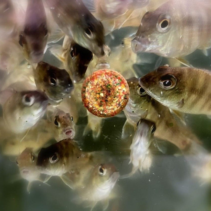 Buntbarsch frisst Futtertablette im Aquarium zwischen mehreren Fischen