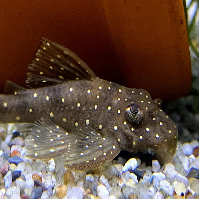 L-Welse: Alles Wichtige zur artgerechten Haltung im Aquarium