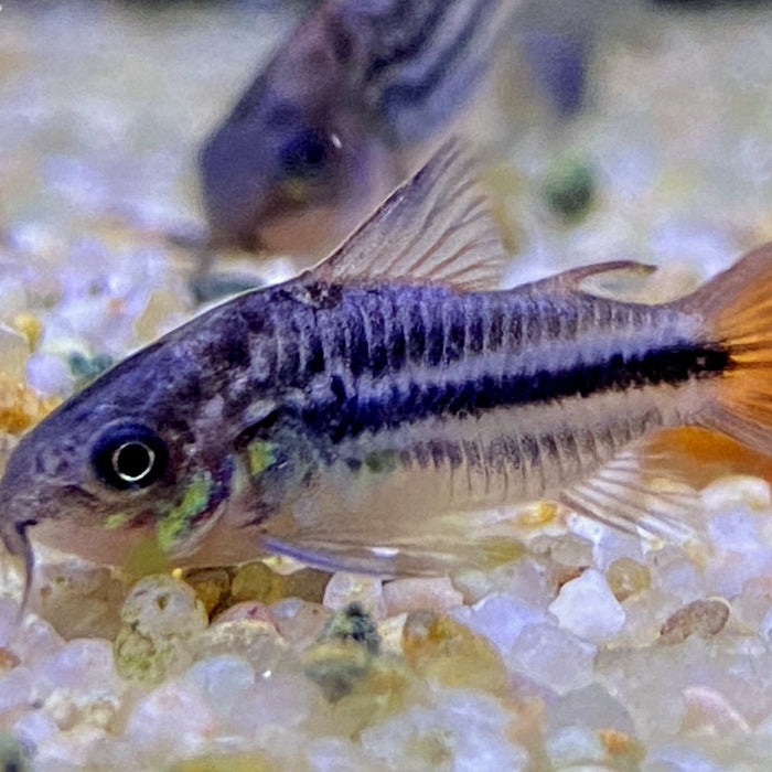 Panzerwels Haltung: Der komplette Guide für gesunde Cory's (Corydoras)