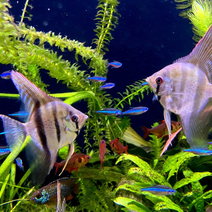 Skalare Haltung: Das ist bei der Haltung im Aquarium wichtig