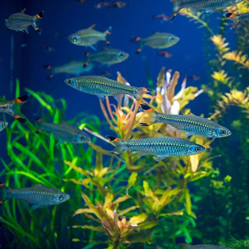 Salmler Haltung im Aquarium: Die wichtigsten Tipps zu Wasserwerten, Vergesellschaftung & Vermehrung