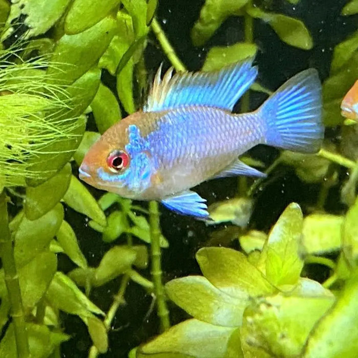 Schmetterlingsbuntbarsch Haltung: Der komplette Guide für Einsteiger