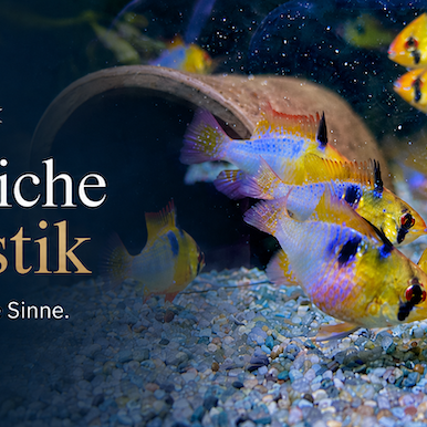 Erfolgreiche Aquaristik Vertrauen Sie auf Ihre Sinne.