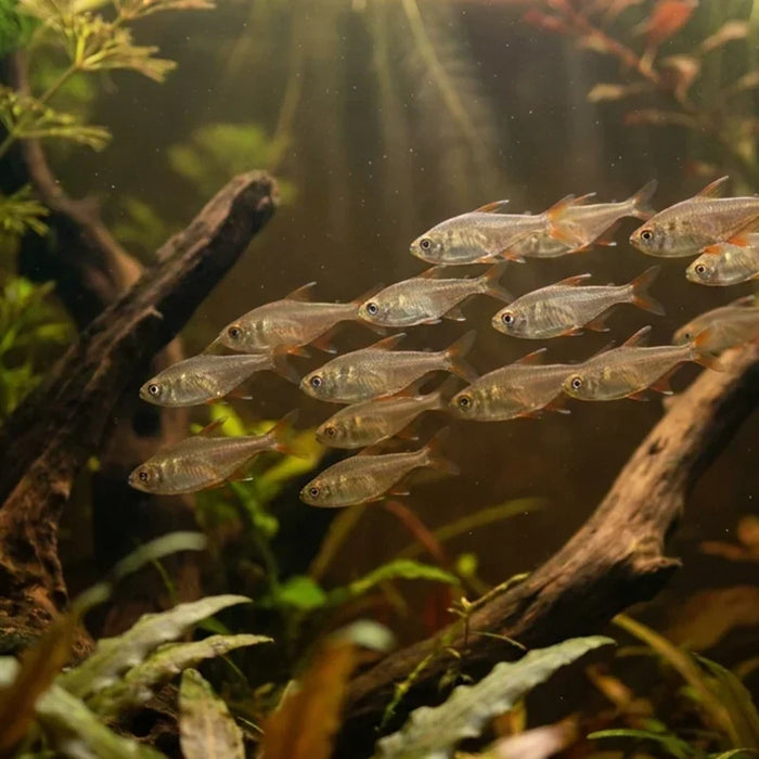 Schwarm kleiner Salmler schwimmt synchron durch ein dicht bepflanztes Weichwasser-Aquarium mit Wurzelholz und Lichteinfall.
