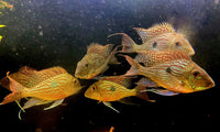 L-Welse (Harnischwelse) für Ihr Aquarium bei AQUA TECK kaufen