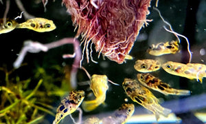 L-Welse (Harnischwelse) für Ihr Aquarium bei AQUA TECK kaufen