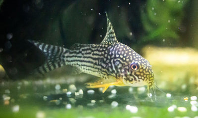 L-Welse (Harnischwelse) für Ihr Aquarium bei AQUA TECK kaufen