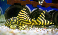 L-Welse (Harnischwelse) für Ihr Aquarium bei AQUA TECK kaufen