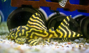 L-Welse (Harnischwelse) für Ihr Aquarium bei AQUA TECK kaufen