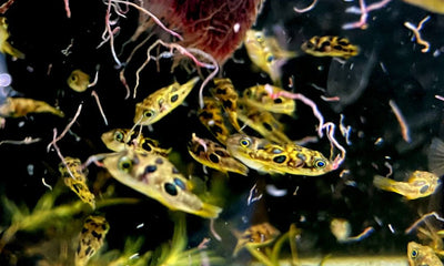 L-Welse (Harnischwelse) für Ihr Aquarium bei AQUA TECK kaufen