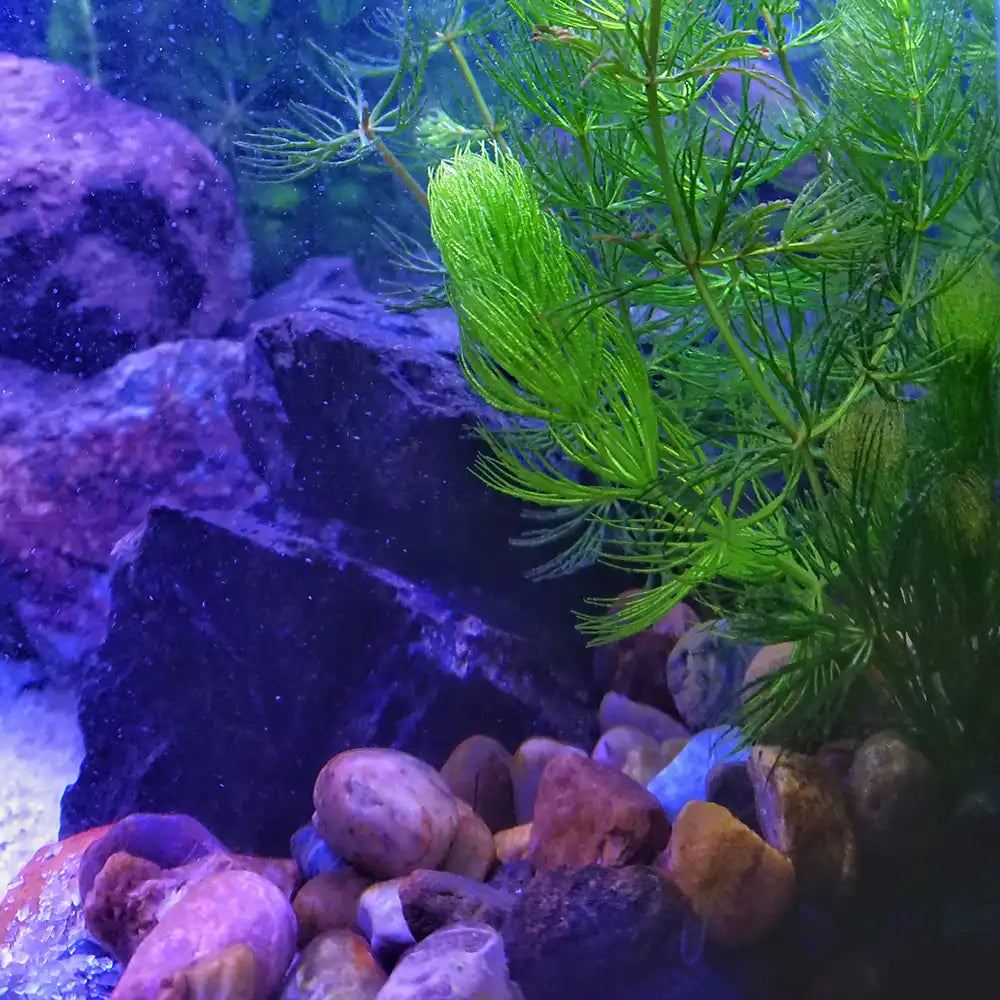 Aqua Rebell Wasserpflanzendnger fr Aquarien  AQUA TECK