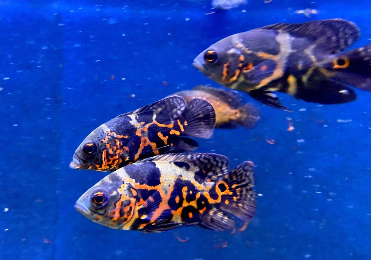 Pfauenaugenbuntbarsch im Aquarium