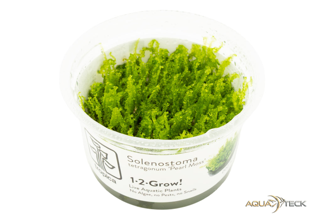 NEU - Solenostoma tetragonum 'pearl moss' (InVitro)