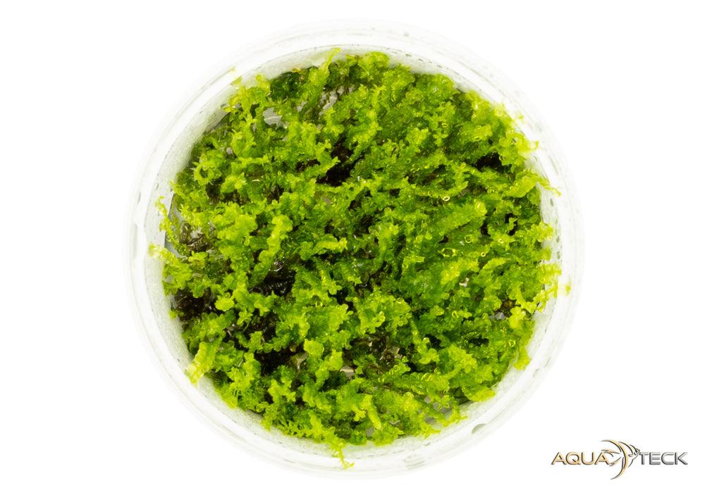 NEU - Solenostoma tetragonum 'pearl moss' (InVitro)