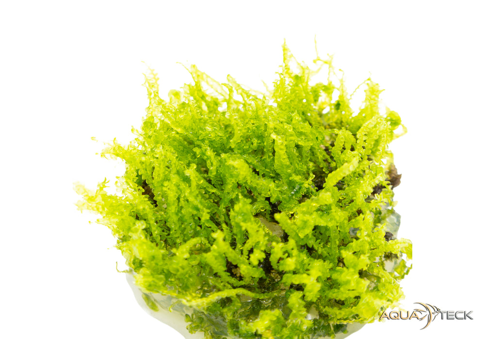 NEU - Solenostoma tetragonum 'pearl moss' (InVitro)