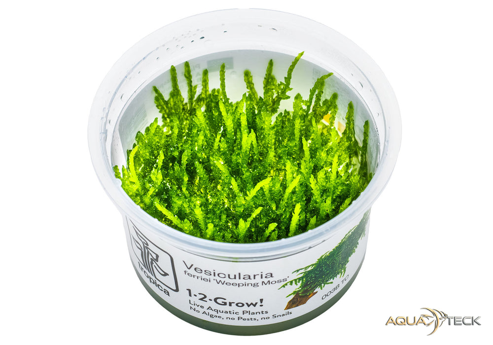 Vesicularia ferriei 'Weeping moss' (InVitro)