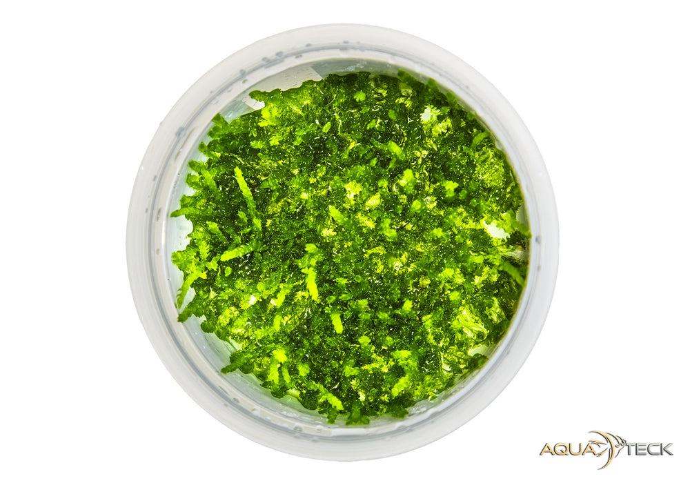Vesicularia ferriei 'Weeping moss' (InVitro)