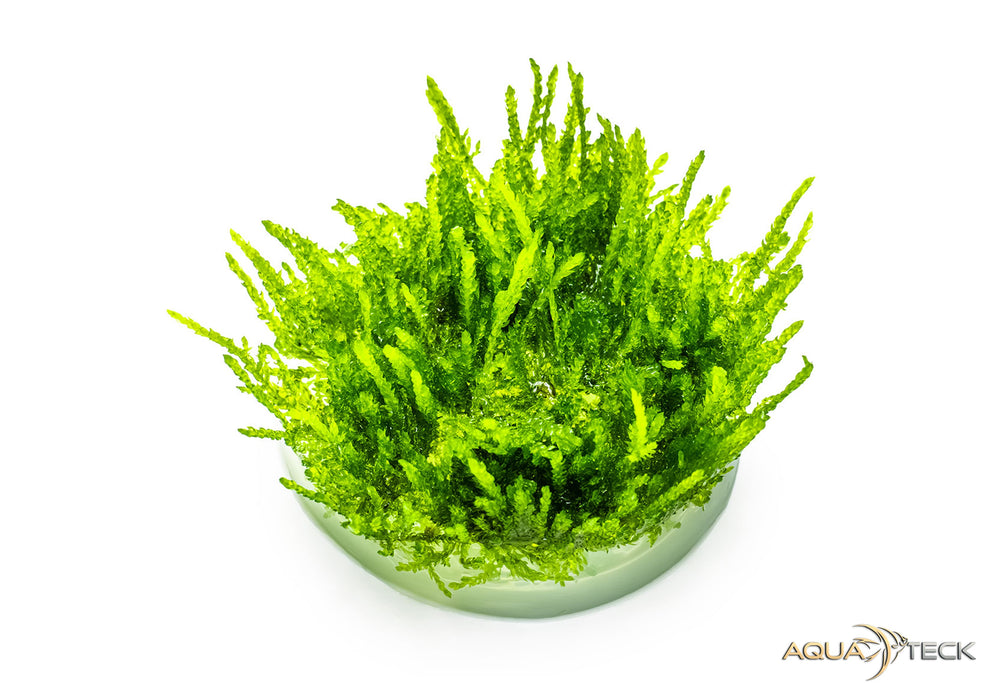 Vesicularia ferriei 'Weeping moss' (InVitro)