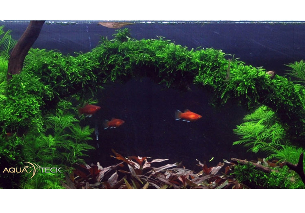 Vesicularia ferriei 'Weeping moss' (InVitro)