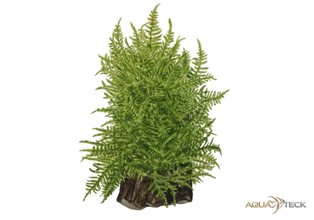Taxiphyllum alternans 'Taiwan Moss' (InVitro)