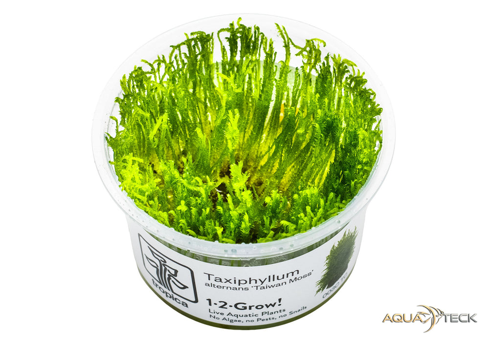 Taxiphyllum alternans 'Taiwan Moss' (InVitro)