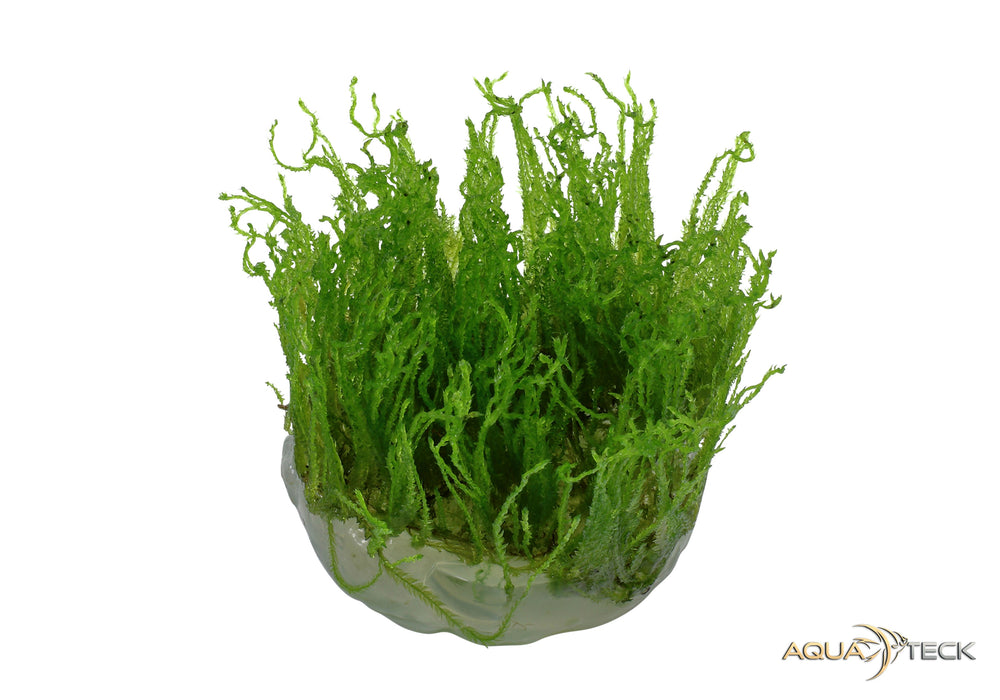 Taxiphyllum alternans 'Taiwan Moss' (InVitro)