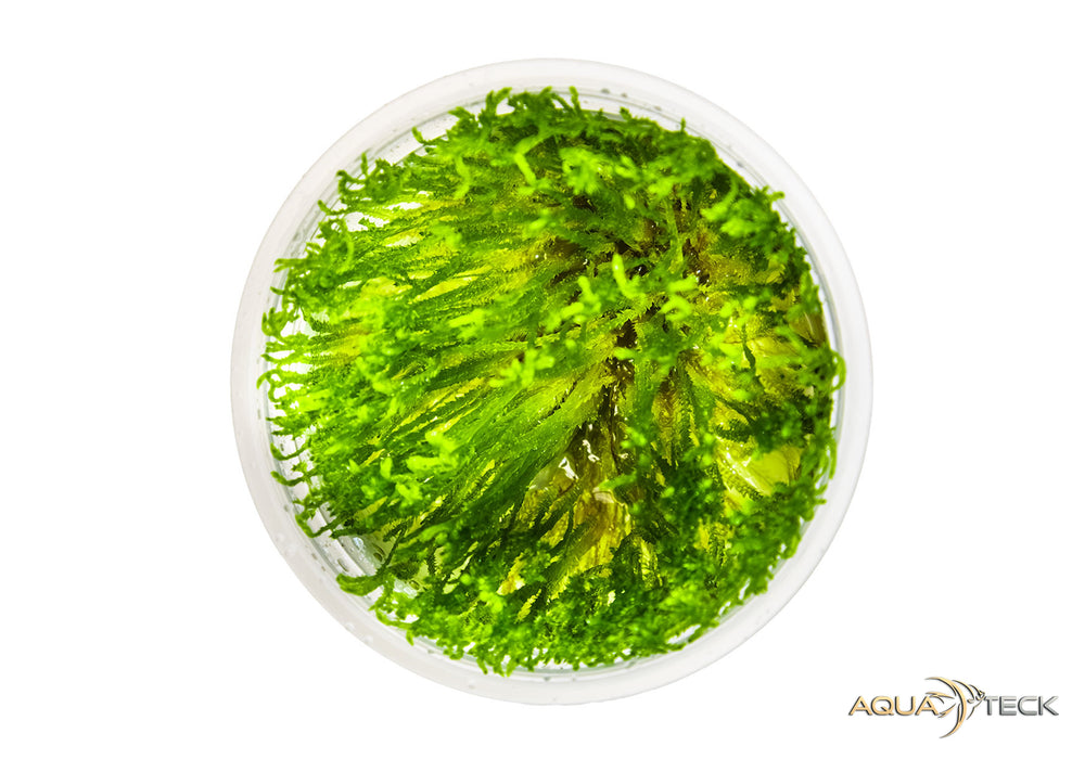 Taxiphyllum alternans 'Taiwan Moss' (InVitro)