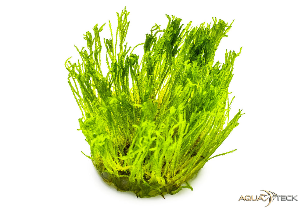 Taxiphyllum alternans 'Taiwan Moss' (InVitro)