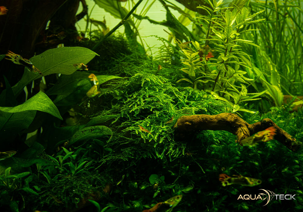 Taxiphyllum alternans 'Taiwan Moss' (InVitro)
