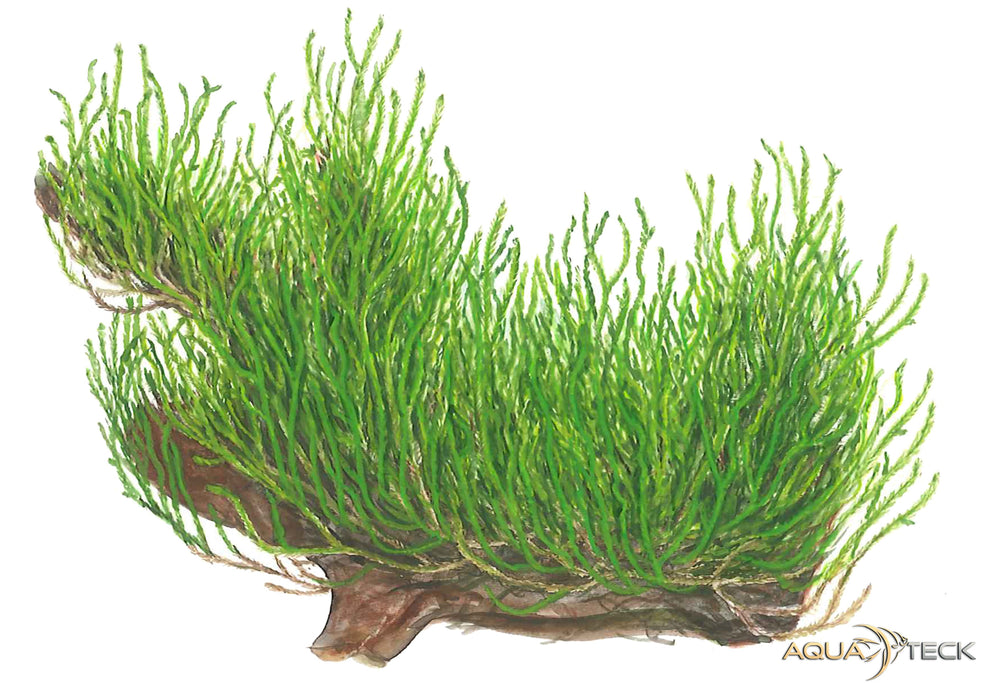 Taxiphyllum sp. 'flame moss' (InVitro)