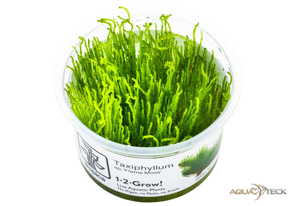 Taxiphyllum sp. 'flame moss' (InVitro)