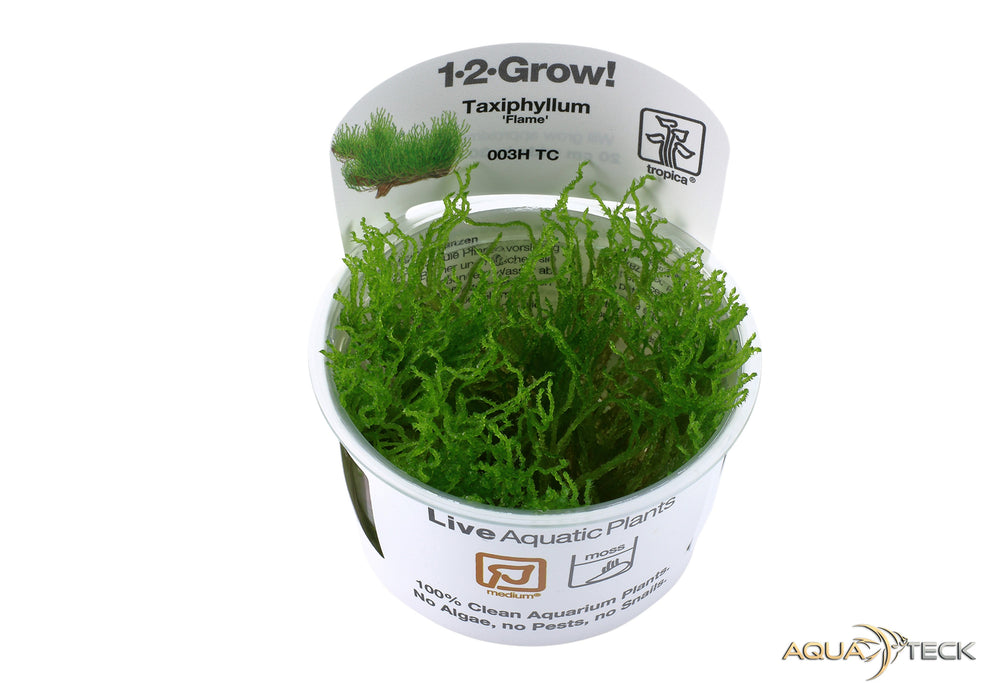 Taxiphyllum sp. 'flame moss' (InVitro)