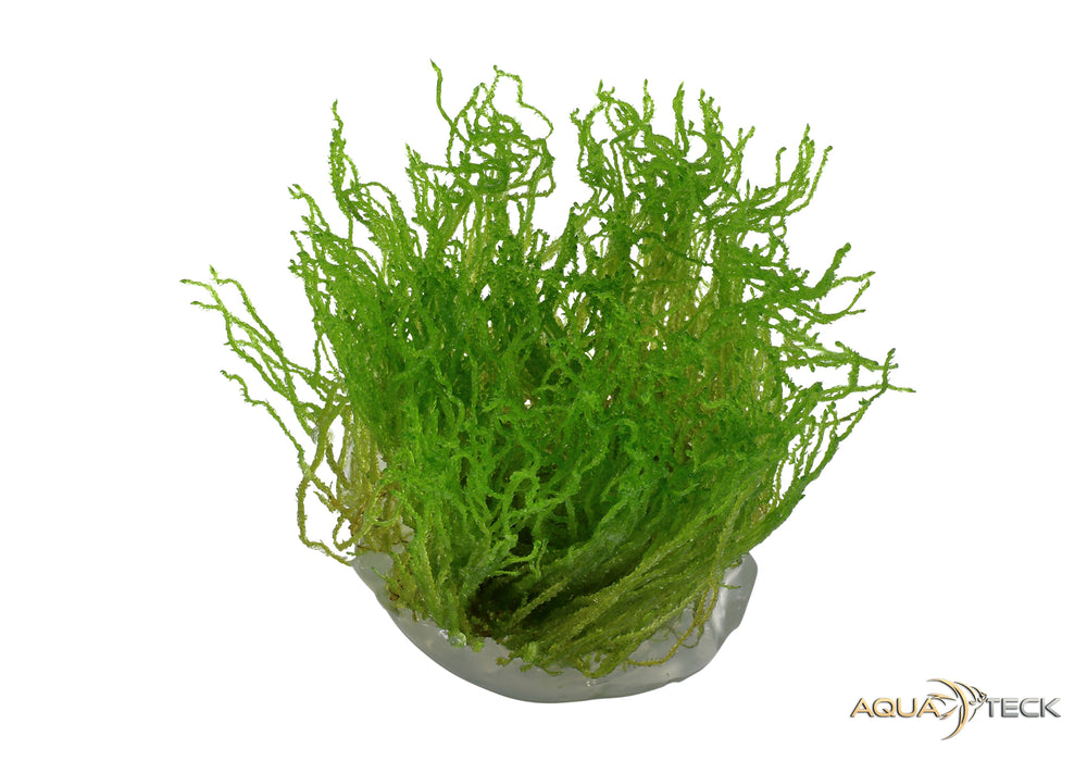 Taxiphyllum sp. 'flame moss' (InVitro)