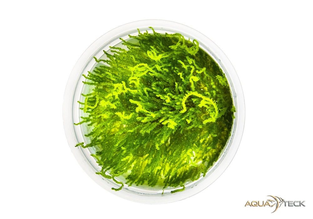 Taxiphyllum sp. 'flame moss' (InVitro)