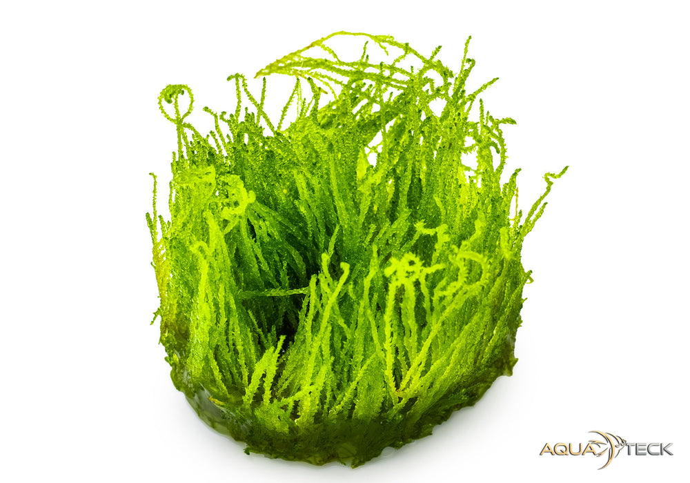 Taxiphyllum sp. 'flame moss' (InVitro)